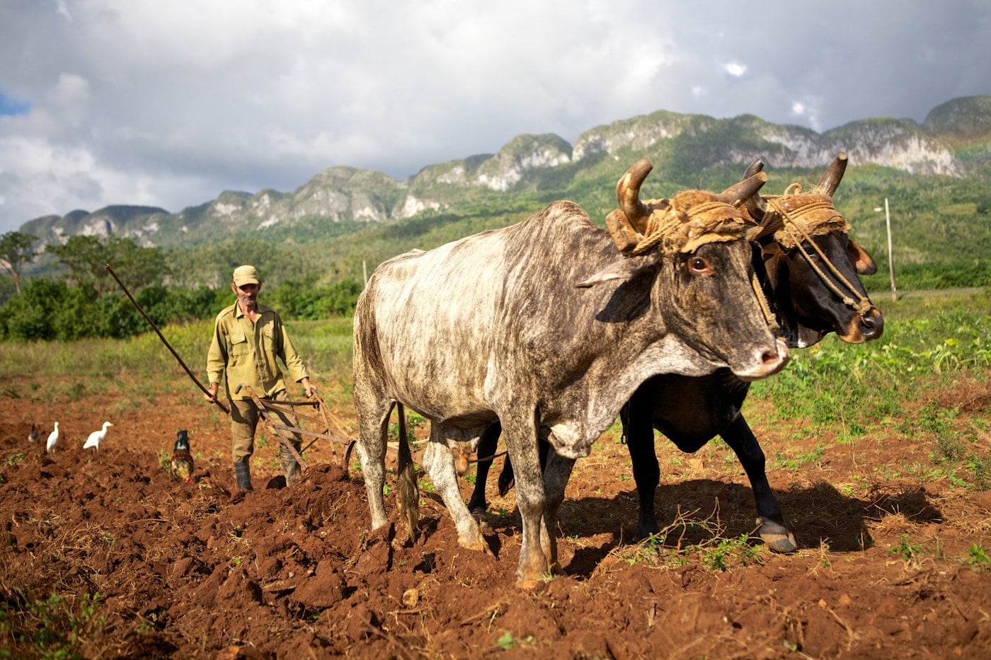 Photo of oxen tilling a field